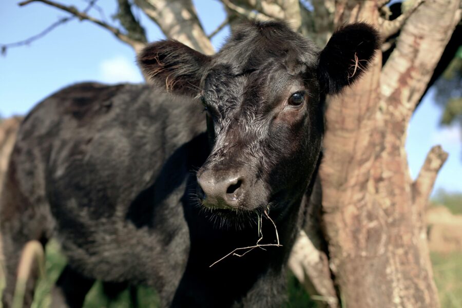 A black calf with a piece of grass in its mouth peeks out from behind a tree trunk in a sunny field.
