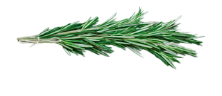 A sustainable farming rosemary sprig on a black background.